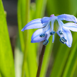 Sibirischer Blaustern