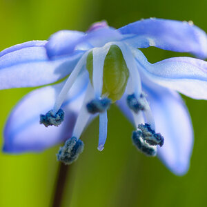 Sibirischer Blaustern