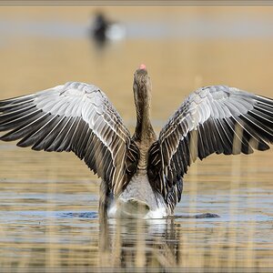 20140406 6974 [NIKON D7100] 600 mm,1 1000 Sek. bei ƒ   6,3