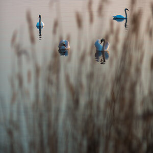 swans1