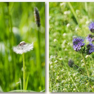Wildblumen