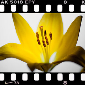 gelbeblume2