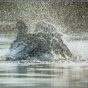 20140422 0142 [NIKON 1 V3] 600 mm,1 1600 Sek. bei ƒ   4,0