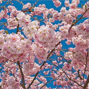 Kirschblüten1