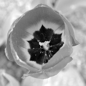 Tulpe sw