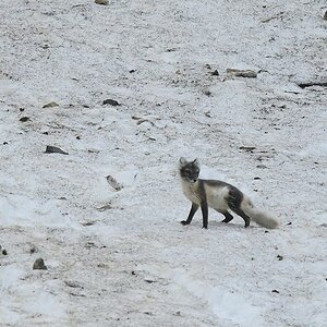 s830 Polarfuchs 9396