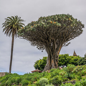 Drachenbaum in Icod de los Vinos
