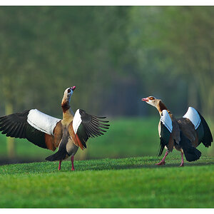 Nilgänse