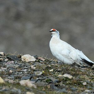 s861 Schneehuhn 9793