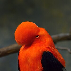 Vogel 3