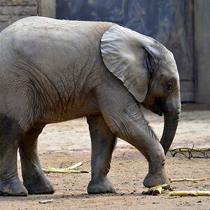 Elefant 1