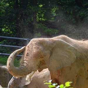 Elefant 5