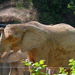 Elefant 6