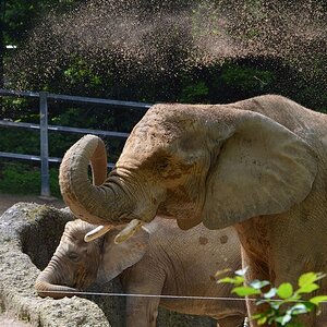 Elefant 8