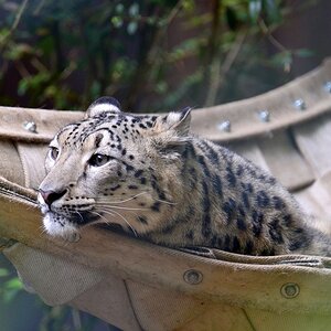 Katzen 1