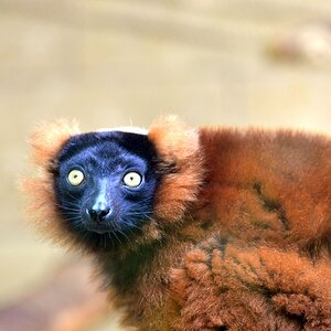 Lemur 1