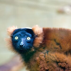 Lemur 2