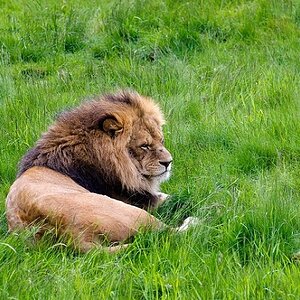 Löwe