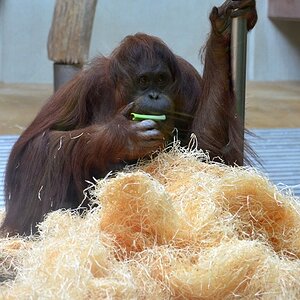 Orang Utan
