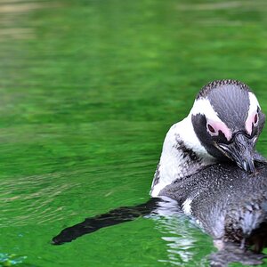 Pinguin 2