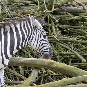 Zebra