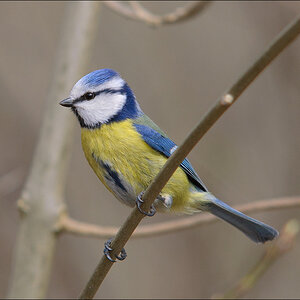 blaumeise