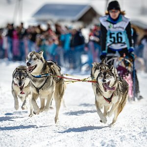 Schlittenhunde