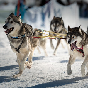 Schlittenhunde 2