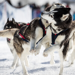 Schlittenhunde 3