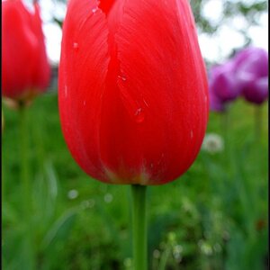 rote Tulpe