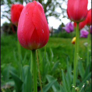 Tulpe