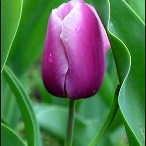 Tulpe lila