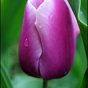 Tulpe lila