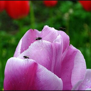 Tulpe mit Fliege