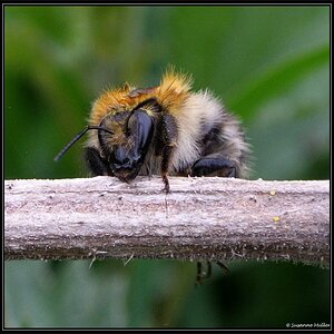 Frau Hummel