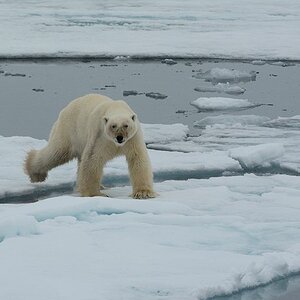 s968 Eisbär 7295