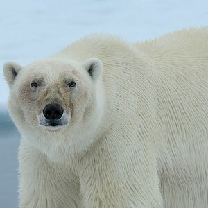 s968 Eisbär 1697