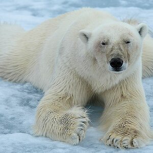 s970 Eisbär 2114