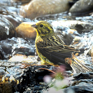 DSC 8945 Goldammer badet 1000