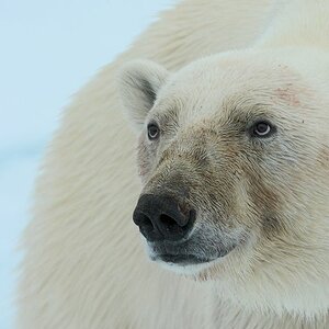 s971 Eisbär 7543
