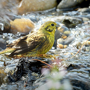 DSC 8932 Goldammer badet 1000