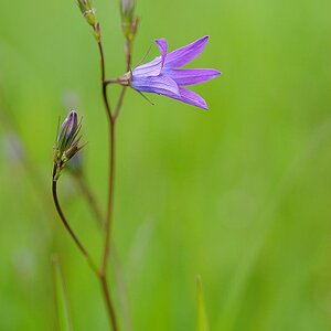 Wiesenglockenblume