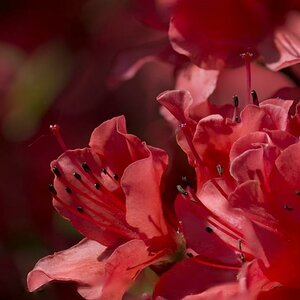 Nikon D7100, Tanron SP70-300, DCR150