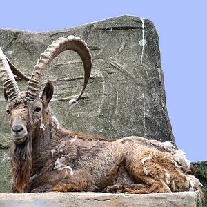 Steinbock