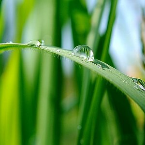 Wassertropfen auf Grashalm