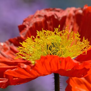 Klatschmohn 300f4 Mainau