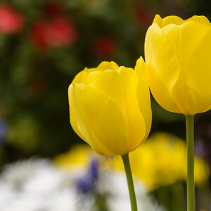 Gelbe Tulpen