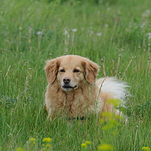 In der Wiese