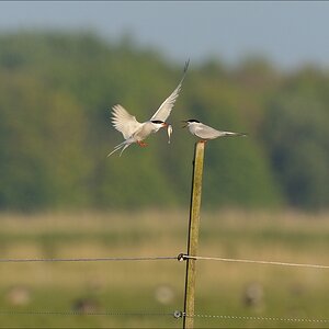 aacomp nabuwallnau 20140516 0262
