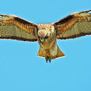 DSC 9160 Reg Tailed HAwk 1000